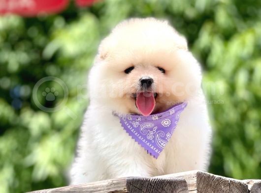Ayı Surat Pomeranian Boo Yavrular görsel