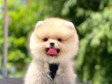 Ayı Surat Pomeranian Boo Yavrular