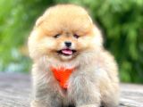 Ayı Surat Pomeranian Boo Yavrular