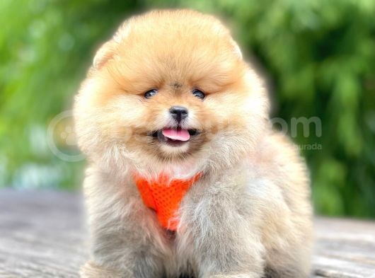 Ayı Surat Pomeranian Boo Yavrular görsel