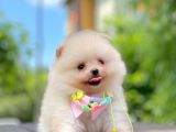 Ayı Surat Pomeranian Boo Yavrular