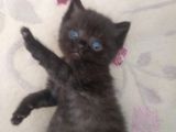 Scottish Fold Kahverengi Yavrular
