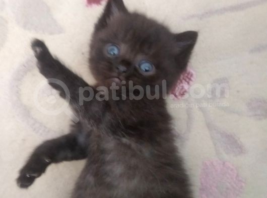 Scottish Fold Kahverengi Yavrular görsel