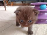 Scottish Fold Kahverengi Yavrular