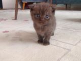 Scottish Fold Kahverengi Yavrular