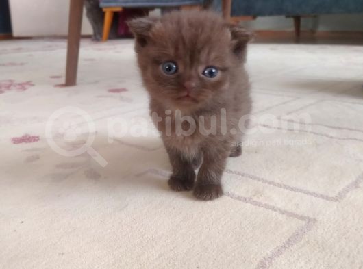 Scottish Fold Kahverengi Yavrular görsel