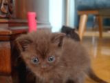 Scottish Fold Kahverengi Yavrular