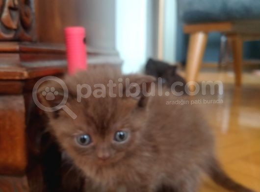 Scottish Fold Kahverengi Yavrular görsel