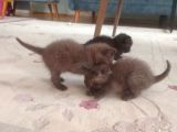 Scottish Fold Kahverengi Yavrular
