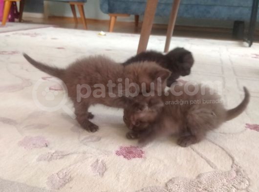 Scottish Fold Kahverengi Yavrular görsel