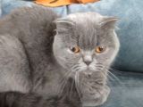 Scottish Fold Kahverengi Yavrular