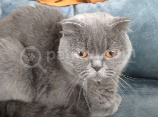 Scottish Fold Kahverengi Yavrular görsel