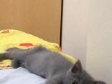 2.5 Aylık Saf British Shorthair Yavru Iç Dış Parazitleri Var