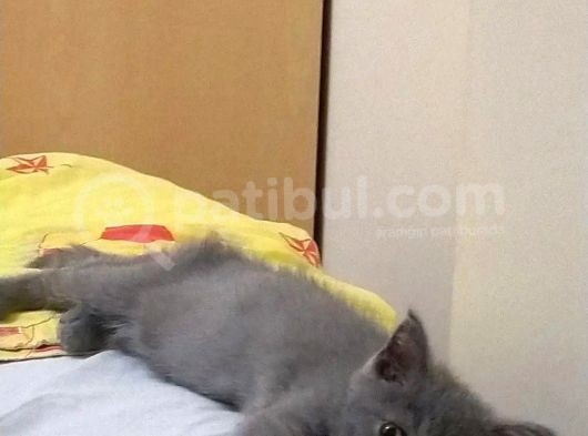 2.5 Aylık Saf British Shorthair Yavru Iç Dış Parazitleri Var