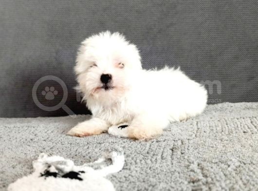 Maltesse Terri̇er Ci̇nsleri̇ görsel