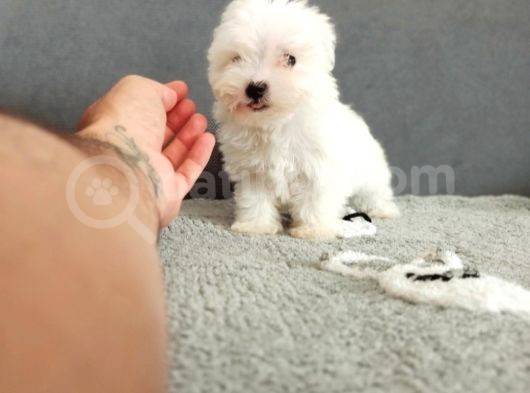 Maltesse Terri̇er Ci̇nsleri̇ görsel