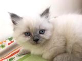 Blue Point Kardeşler Biri Shorthair Diğeri Longhair