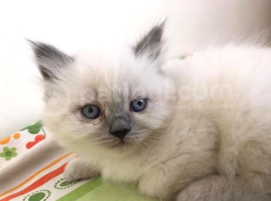 Blue Point Kardeşler Biri Shorthair Diğeri Longhair