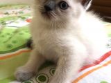 Blue Point Kardeşler Biri Shorthair Diğeri Longhair