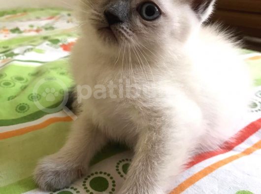Blue Point Kardeşler Biri Shorthair Diğeri Longhair görsel