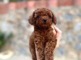Yüzde Yüz Gerçek Red Brown Toy Poodle Yavru Yüzde Yüz Toy Boy