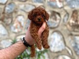 Yüzde Yüz Gerçek Red Brown Toy Poodle Yavru Yüzde Yüz Toy Boy
