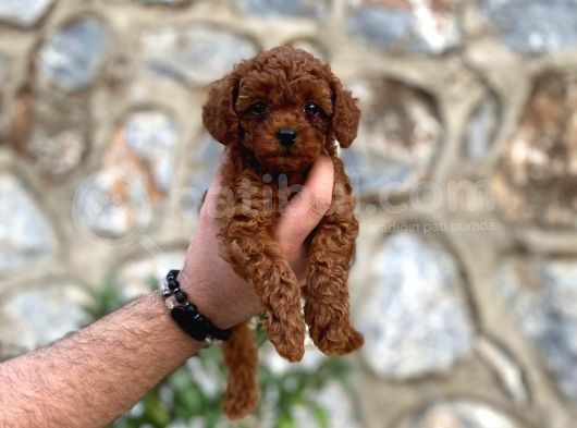 Yüzde Yüz Gerçek Red Brown Toy Poodle Yavru Yüzde Yüz Toy Boy görsel