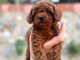 Yüzde Yüz Gerçek Red Brown Toy Poodle Yavru Yüzde Yüz Toy Boy