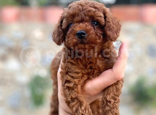 Yüzde Yüz Gerçek Red Brown Toy Poodle Yavru Yüzde Yüz Toy Boy görsel