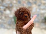 Yüzde Yüz Gerçek Red Brown Toy Poodle Yavru Yüzde Yüz Toy Boy