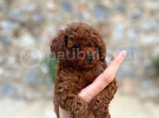 Yüzde Yüz Gerçek Red Brown Toy Poodle Yavru Yüzde Yüz Toy Boy görsel