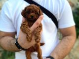 Yüzde Yüz Gerçek Red Brown Toy Poodle Yavru Yüzde Yüz Toy Boy