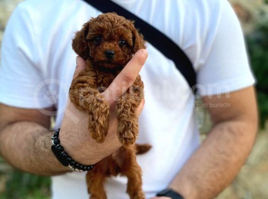 Yüzde Yüz Gerçek Red Brown Toy Poodle Yavru Yüzde Yüz Toy Boy görsel