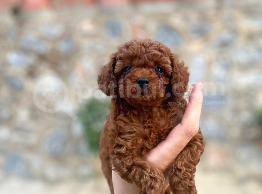Yüzde Yüz Gerçek Red Brown Toy Poodle Yavru Yüzde Yüz Toy Boy görsel