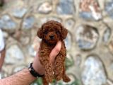 Yüzde Yüz Gerçek Red Brown Toy Poodle Yavru Yüzde Yüz Toy Boy