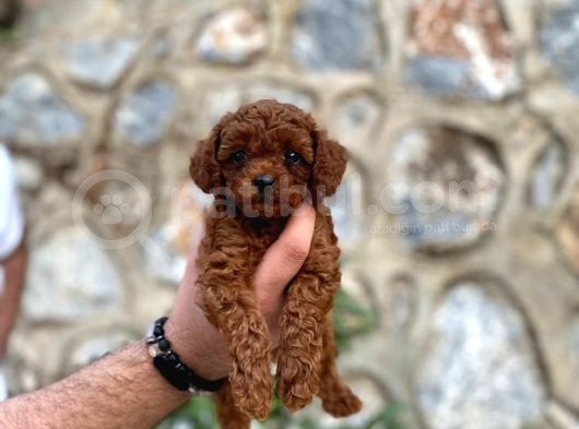 Yüzde Yüz Gerçek Red Brown Toy Poodle Yavru Yüzde Yüz Toy Boy görsel