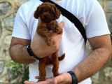 Yüzde Yüz Gerçek Red Brown Toy Poodle Yavru Yüzde Yüz Toy Boy