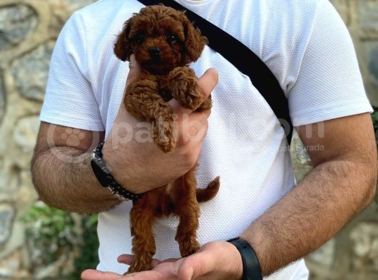 Yüzde Yüz Gerçek Red Brown Toy Poodle Yavru Yüzde Yüz Toy Boy görsel