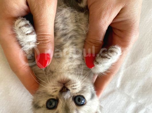 Safkan British Shorthair görsel