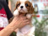 Cavalier King Charles Yavru Köpek (SDK)