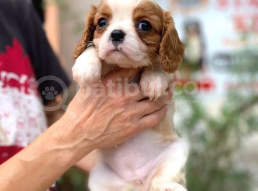 Cavalier King Charles Yavru Köpek (Sdk)