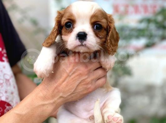 Cavalier King Charles Yavru Köpek (Sdk) görsel