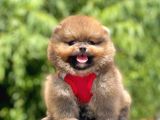 Safkan Pomeranian Boo Yavrular