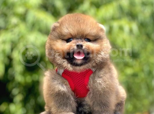 Safkan Pomeranian Boo Yavrular görsel