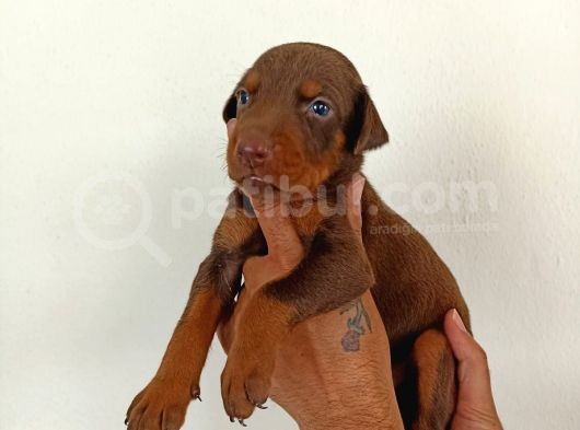Anne Baba Full Scrli Doberman Yavrular