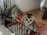 Şans Getiren Bebekler