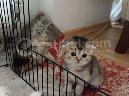 Şans Getiren Bebekler görsel