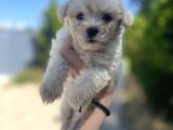 Xxsmall Maltipoo Bebeklerim