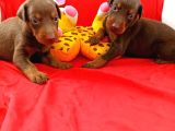 Anne Baba Full Scrli Doberman Yavrular