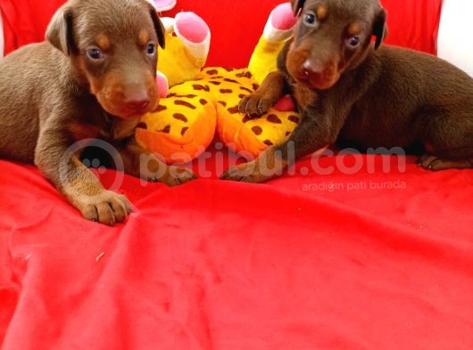Anne Baba Full Scrli Doberman Yavrular görsel